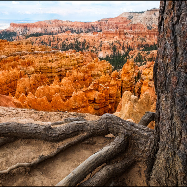  Bryce Canyon National Park (Utah) - © Massimo Vespignani