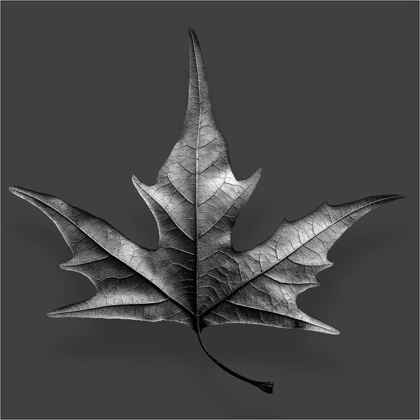 Foglia morta - © Massimo Vespignani