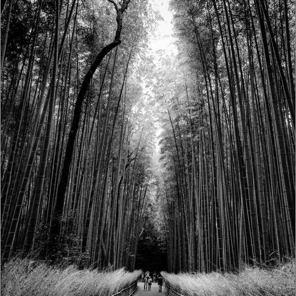  Foresta di bambù ad Arashiyama (Giappone) - © Massimo Vespignani