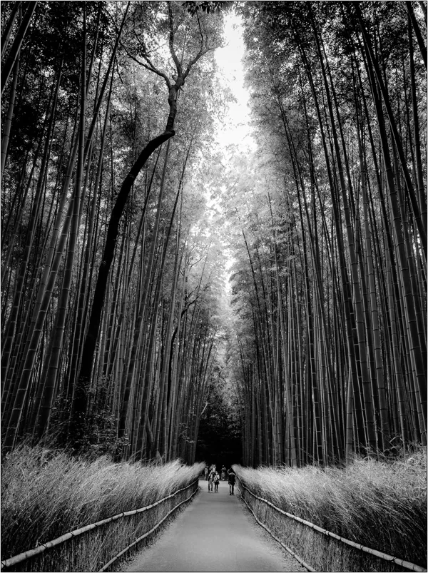  Foresta di bambù ad Arashiyama (Giappone) - © Massimo Vespignani
